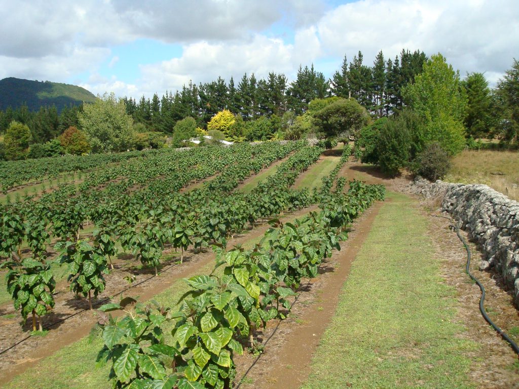 Tamarillo orchard